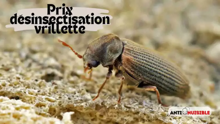 Prix d&eacute;sinsectisation vrillette