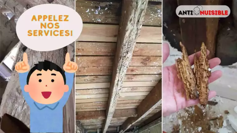 soci&eacute;t&eacute; contre les vrillettes