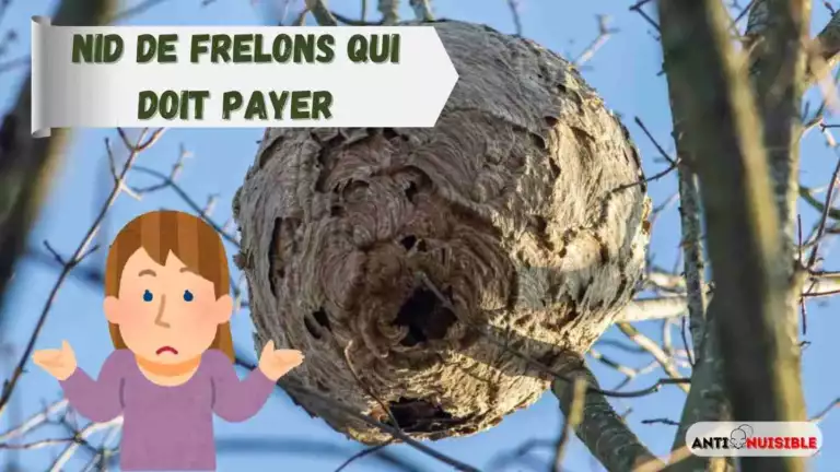 Nid de frelons qui doit payer : locataire, propri&eacute;taire, copro