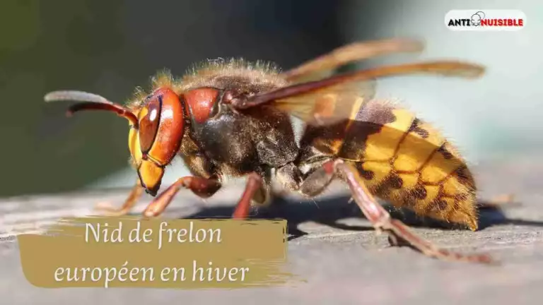 Nid de frelon europ&eacute;en en hiver