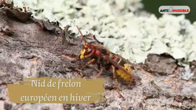 Frelon europ&eacute;en