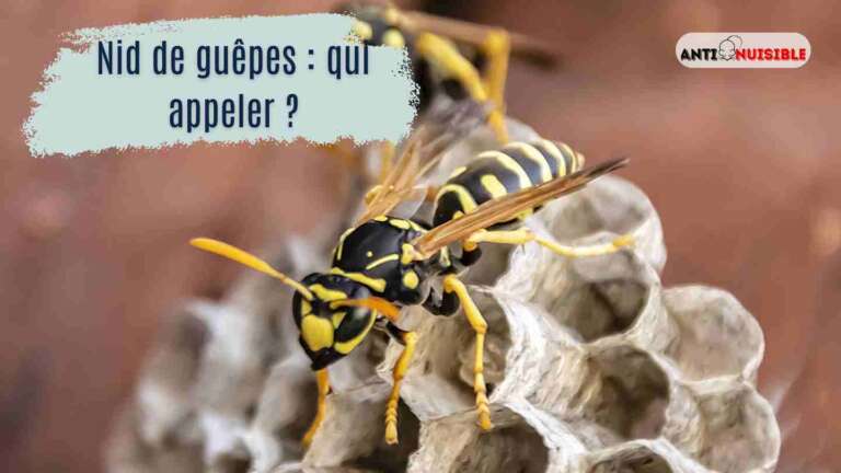 nid de gu&ecirc;pes qui appeler