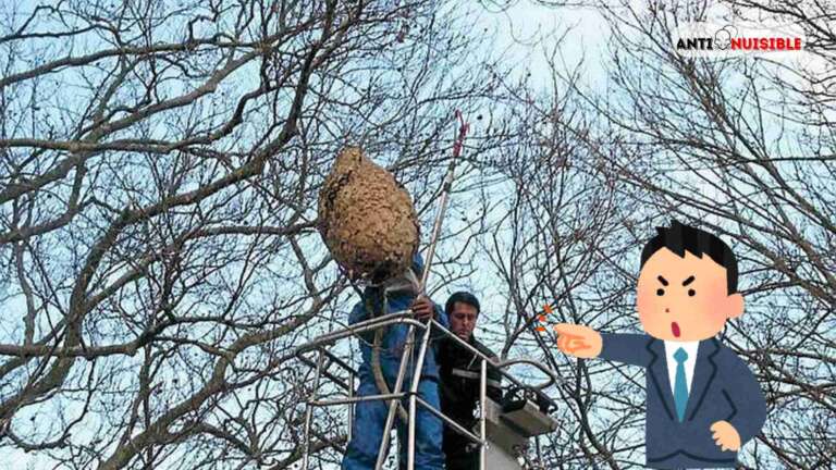 Traiter un nid de gu&ecirc;pes sur un arbre &eacute;lev&eacute;