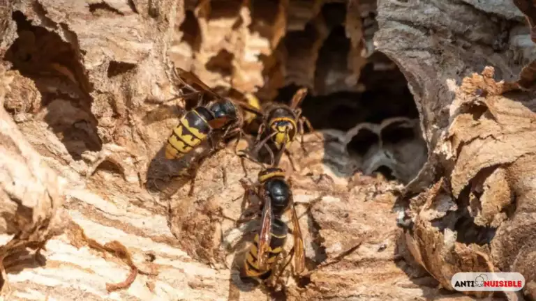 Nid de frelon de pr&egrave;s