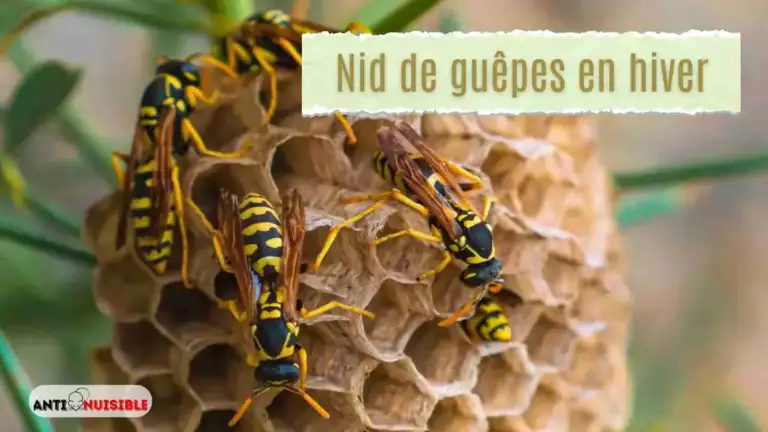 Nid de gu&ecirc;pes en hiver