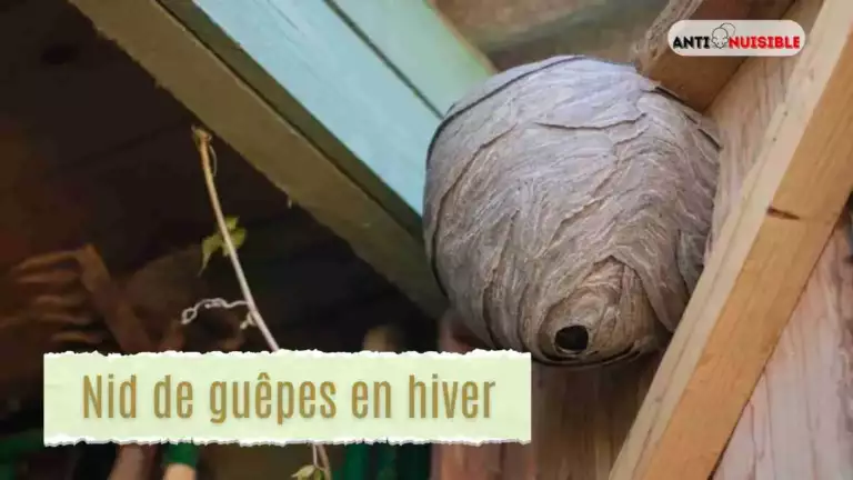 Un nid de gu&ecirc;pes polistes sous en bois