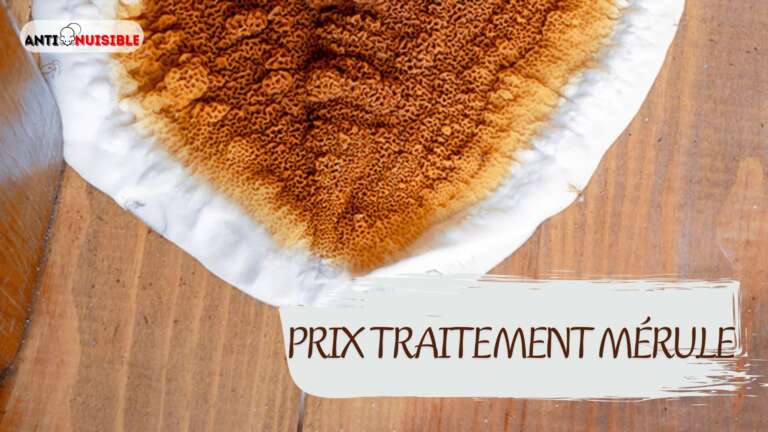 Prix traitement m&eacute;rule