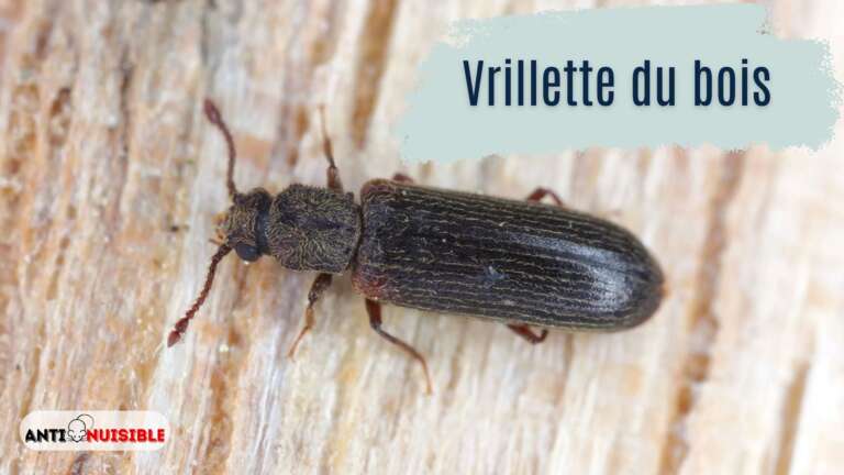 Vrillette du bois : stoppez l&rsquo;invasion !