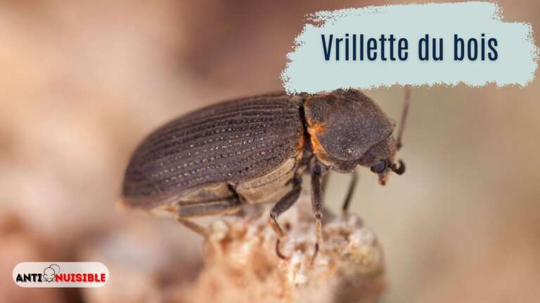 La vrillette du bois en action
