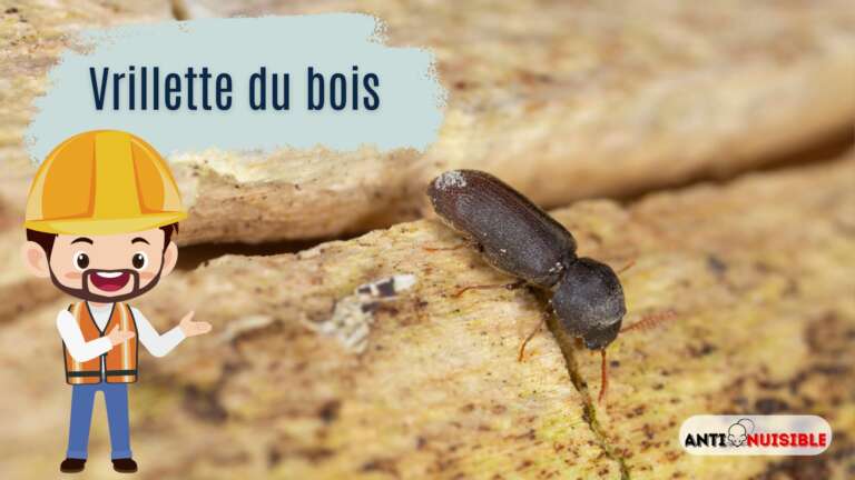 La vrillette du bois et la pr&eacute;vention
