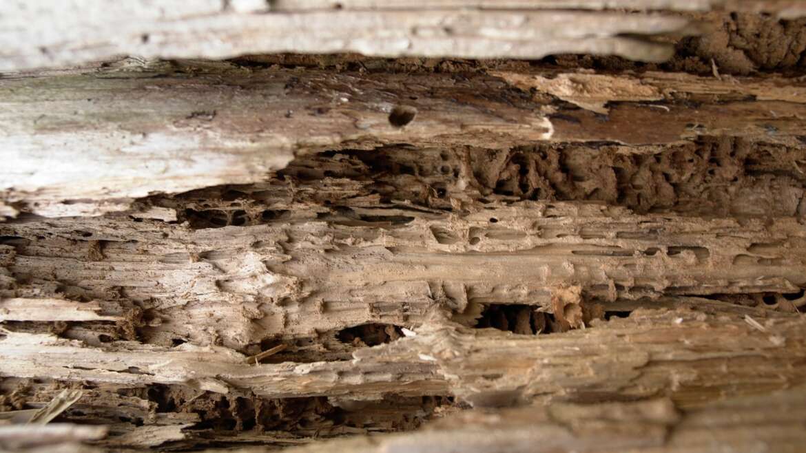 Comment traiter et éliminer les insectes du bois guide complet — free download