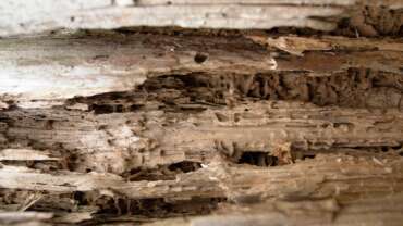 Bois mang&eacute; par des insectes de bois