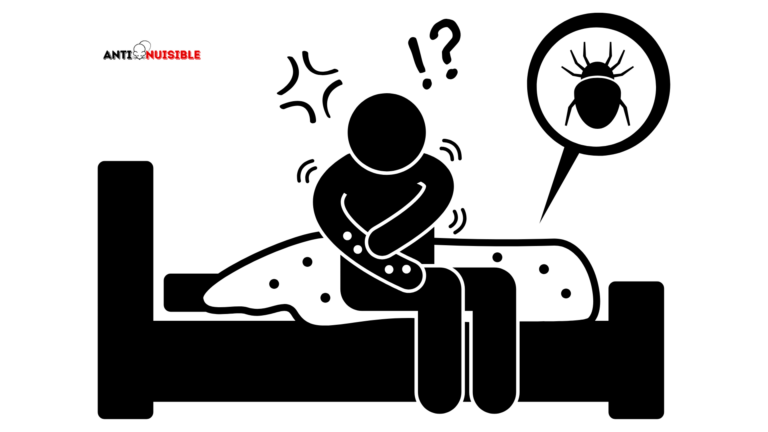punaise de lit dans un lit