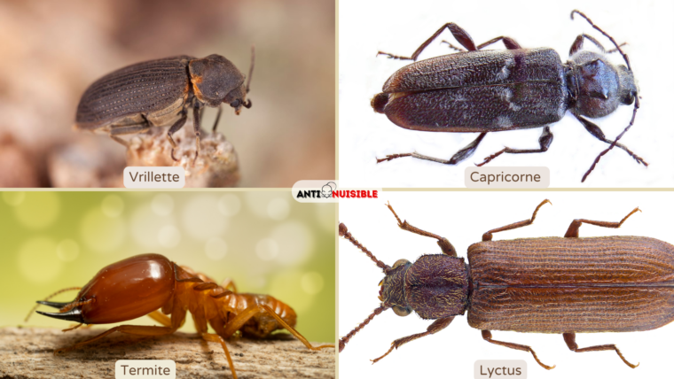 Les principaux insectes xylophages 