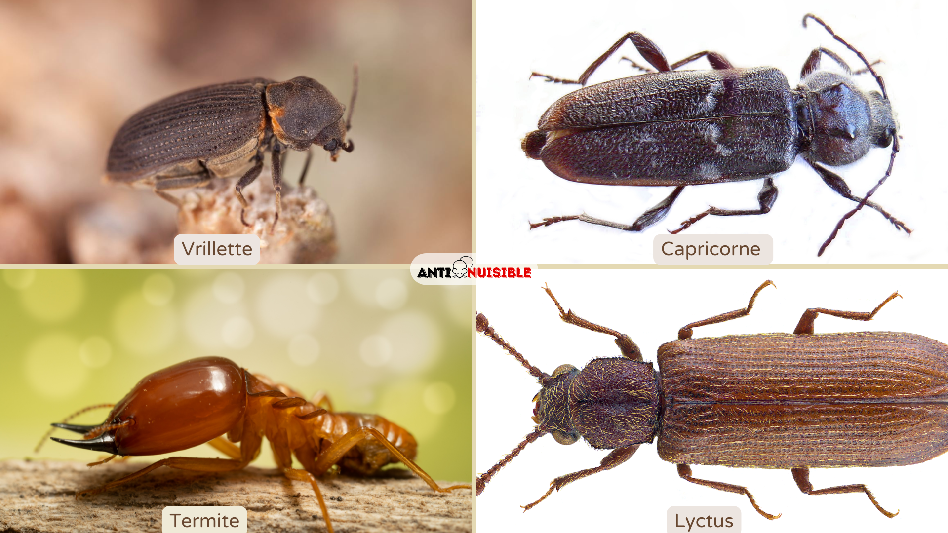 Comment traiter et éliminer les insectes du bois guide complet — free download