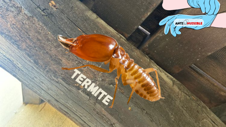 traiter et &eacute;liminer les termites