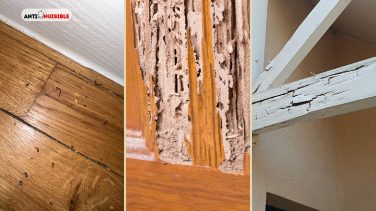 Les signes d&rsquo;infestation de termites