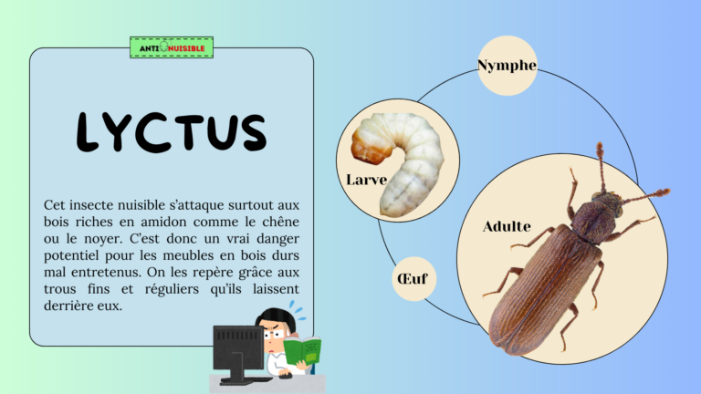 entreprise contre le traitement du lyctus