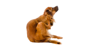chien infesté par les puces 