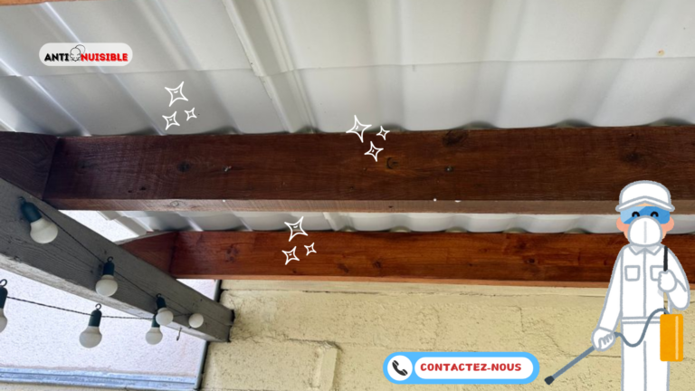 termite sur poutre en bois
