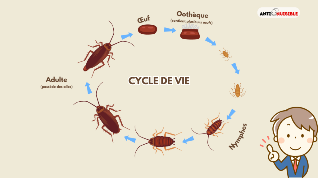 Cycle de vie d'un cafard
