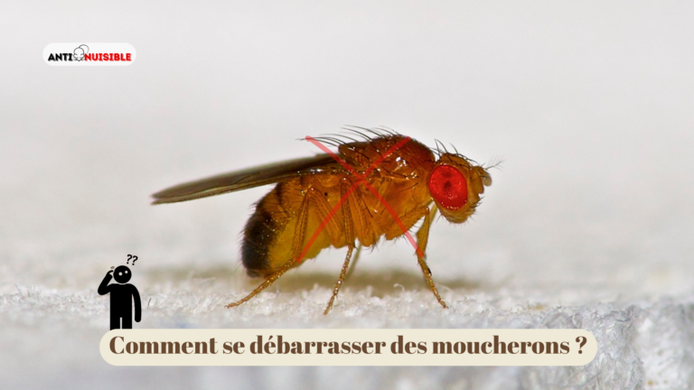 traiter des moucherons