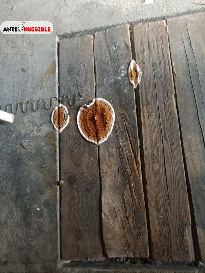 Mérule sur le bois détectée chez notre client