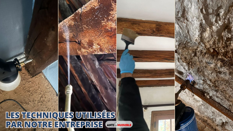 traitement du lyctus par injection